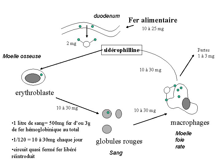 duodenum Fer alimentaire 10 à 25 mg 2 mg sidérophilline Moelle osseuse Pertes 1