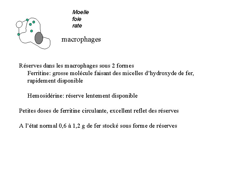 Moelle foie rate macrophages Réserves dans les macrophages sous 2 formes Ferritine: grosse molécule