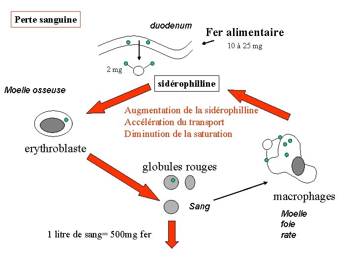 Perte sanguine duodenum Fer alimentaire 10 à 25 mg 2 mg sidérophilline Moelle osseuse