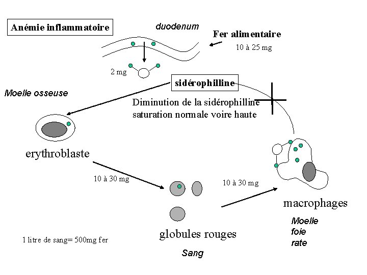 duodenum Anémie inflammatoire Fer alimentaire 10 à 25 mg 2 mg sidérophilline Moelle osseuse