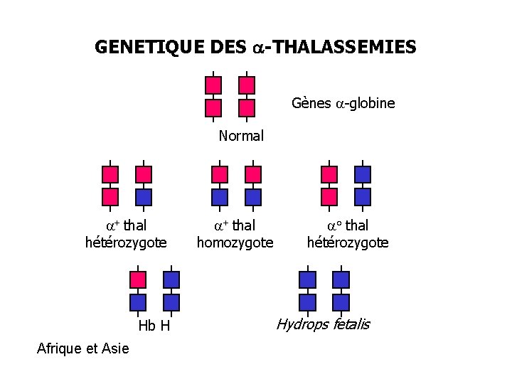 GENETIQUE DES a-THALASSEMIES Gènes a-globine Normal a+ thal hétérozygote Hb H Afrique et Asie