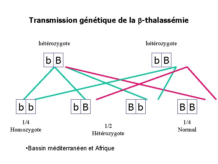 Transmission génétique de la b-thalassémie hétérozygote b B b b 1/4 Homozygote b B