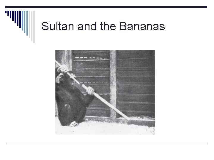 Sultan and the Bananas 