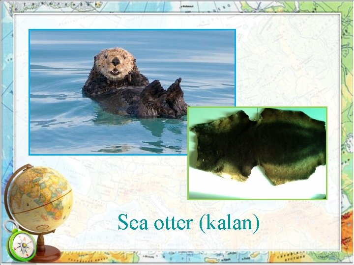 Sea otter (kalan) 