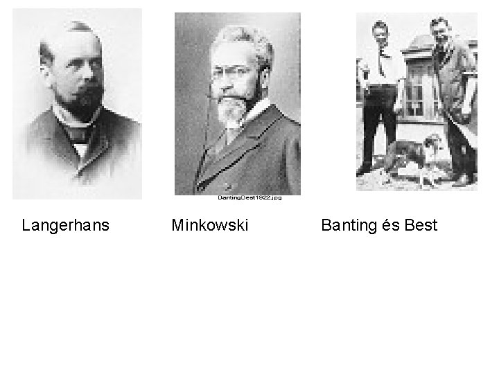 Langerhans Minkowski Banting és Best 