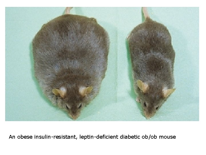 An obese insulin-resistant, leptin-deficient diabetic ob/ob mouse 