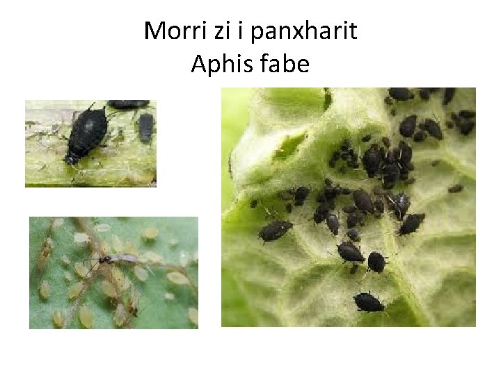 Morri zi i panxharit Aphis fabe 
