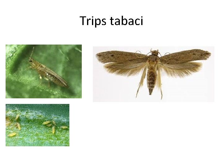 Trips tabaci 