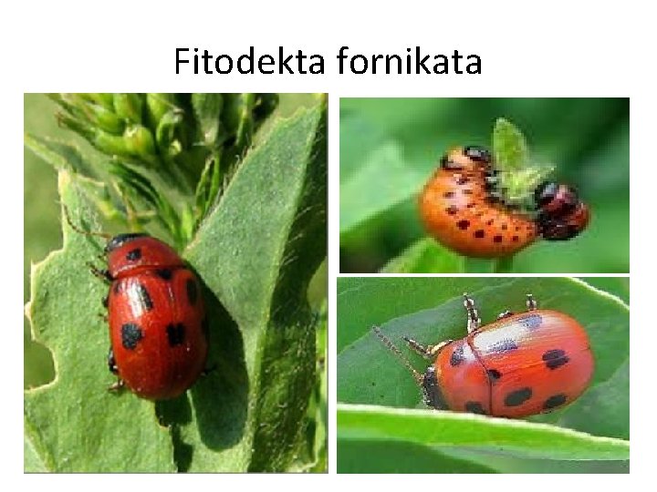 Fitodekta fornikata 