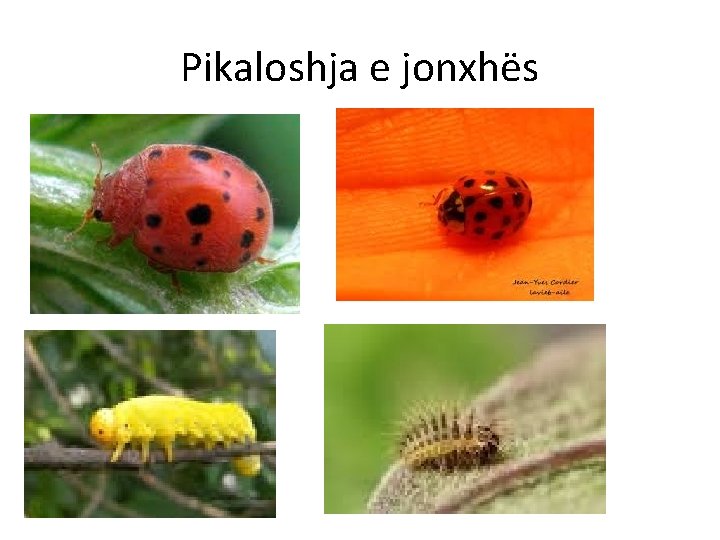 Pikaloshja e jonxhës 
