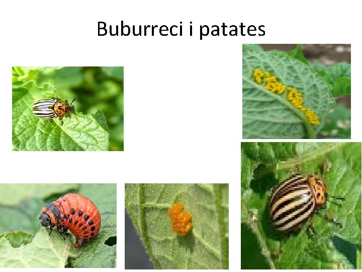 Buburreci i patates 