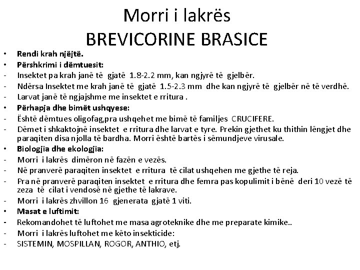  • • • - Morri i lakrës BREVICORINE BRASICE Rendi krah njëjtë. Përshkrimi