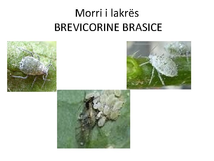 Morri i lakrës BREVICORINE BRASICE 