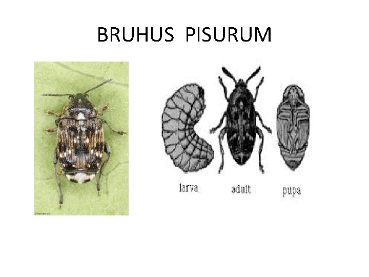 BRUHUS PISURUM 