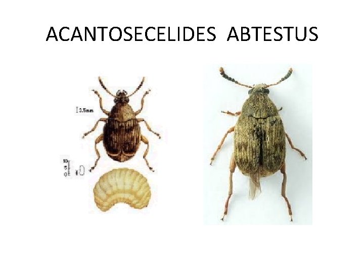 ACANTOSECELIDES ABTESTUS 