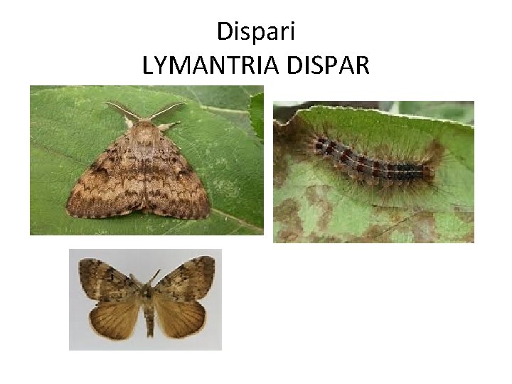 Dispari LYMANTRIA DISPAR 