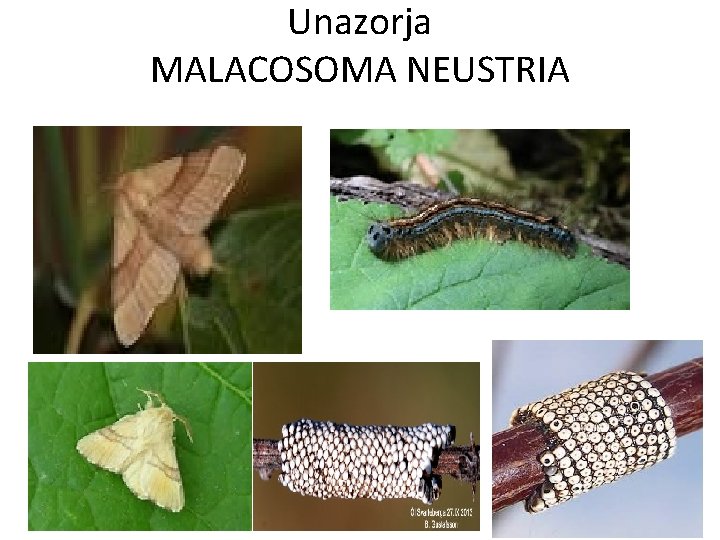 Unazorja MALACOSOMA NEUSTRIA 