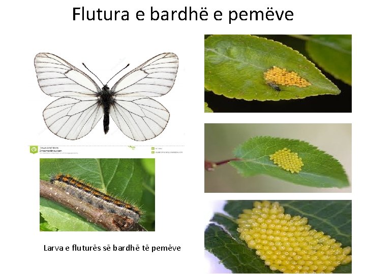 Flutura e bardhë e pemëve Larva e fluturës së bardhë të pemëve 