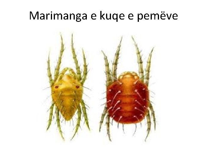 Marimanga e kuqe e pemëve 