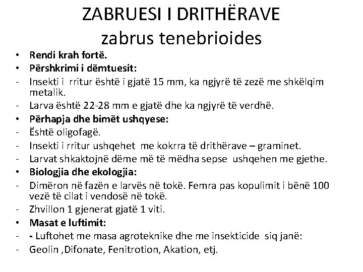 ZABRUESI I DRITHËRAVE zabrus tenebrioides • Rendi krah fortë. • Përshkrimi i dëmtuesit: -