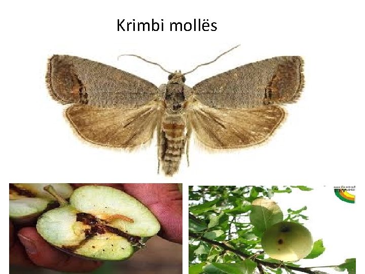 Krimbi mollës 