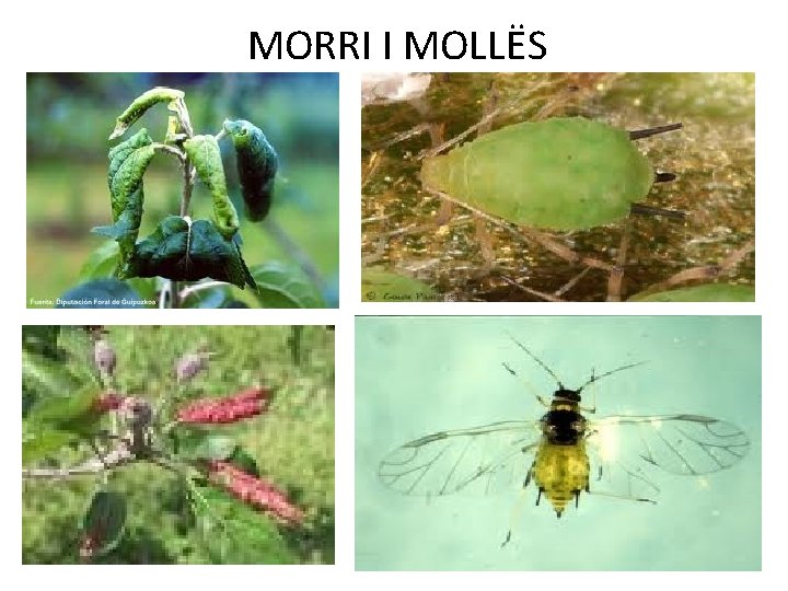 MORRI I MOLLËS 