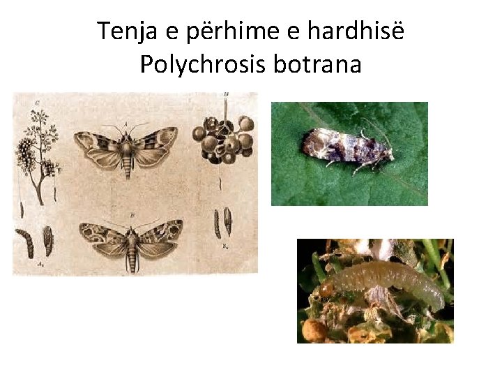 Tenja e përhime e hardhisë Polychrosis botrana 