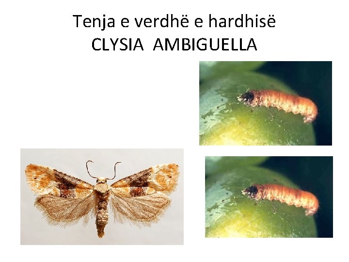 Tenja e verdhë e hardhisë CLYSIA AMBIGUELLA 