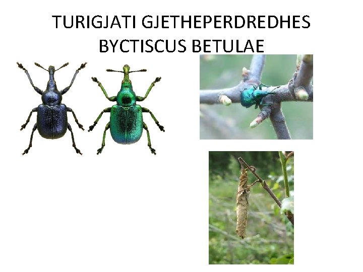 TURIGJATI GJETHEPERDREDHES BYCTISCUS BETULAE 