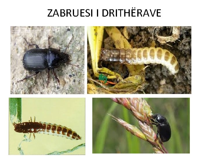 ZABRUESI I DRITHËRAVE 
