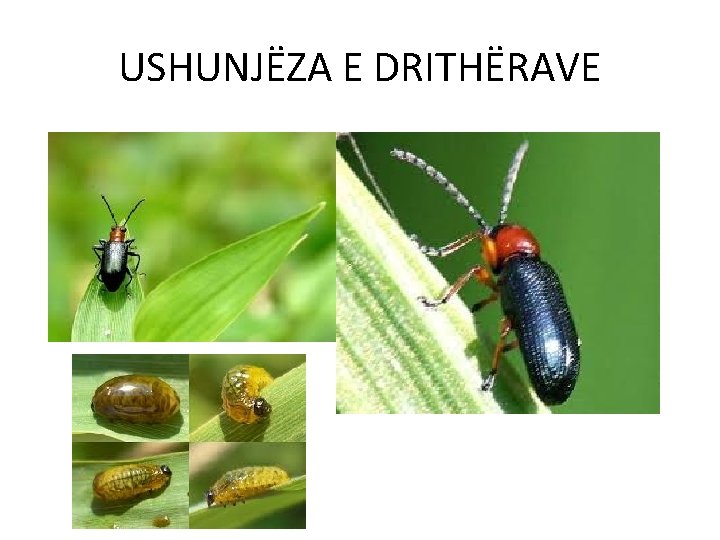 USHUNJËZA E DRITHËRAVE 