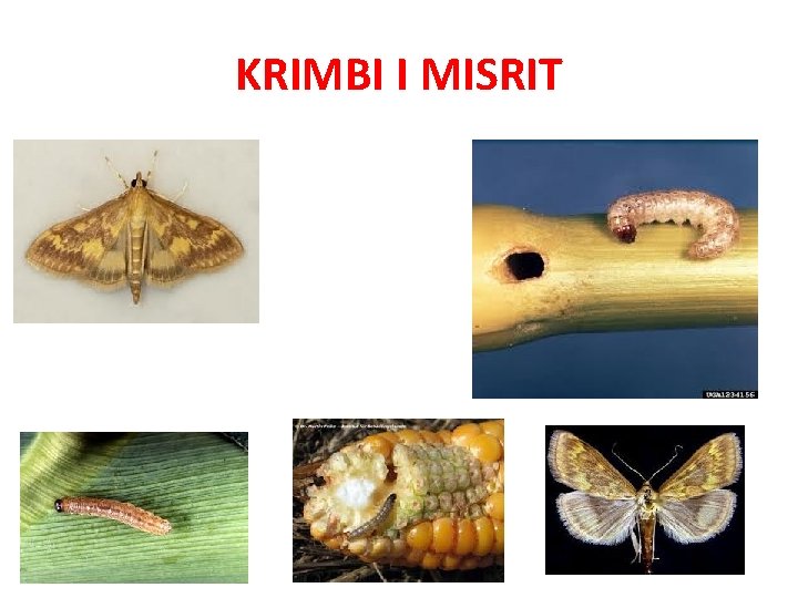 KRIMBI I MISRIT 