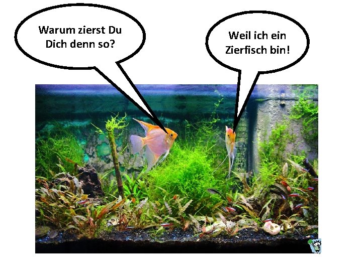 Warum zierst Du Dich denn so? Weil ich ein Zierfisch bin! 