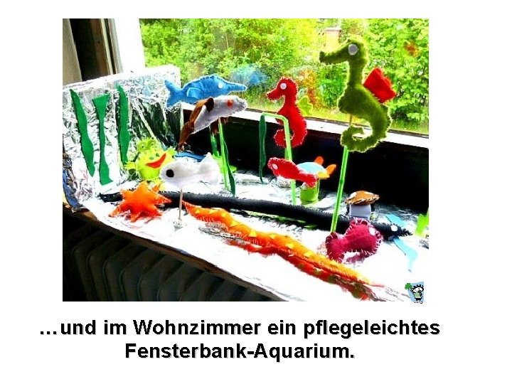 …und im Wohnzimmer ein pflegeleichtes Fensterbank-Aquarium. 