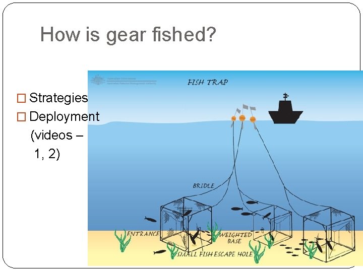 How is gear fished? � Strategies � Deployment (videos – 1, 2) 