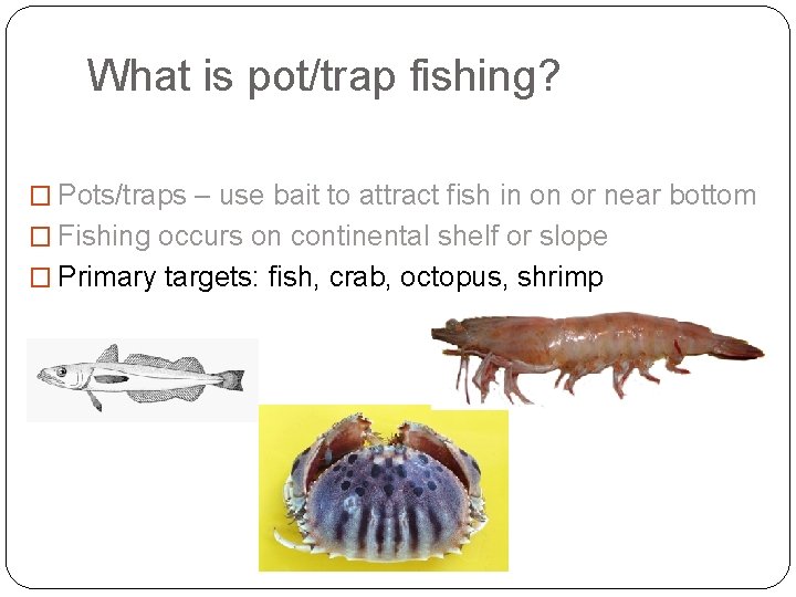 What is pot/trap fishing? � Pots/traps – use bait to attract fish in on