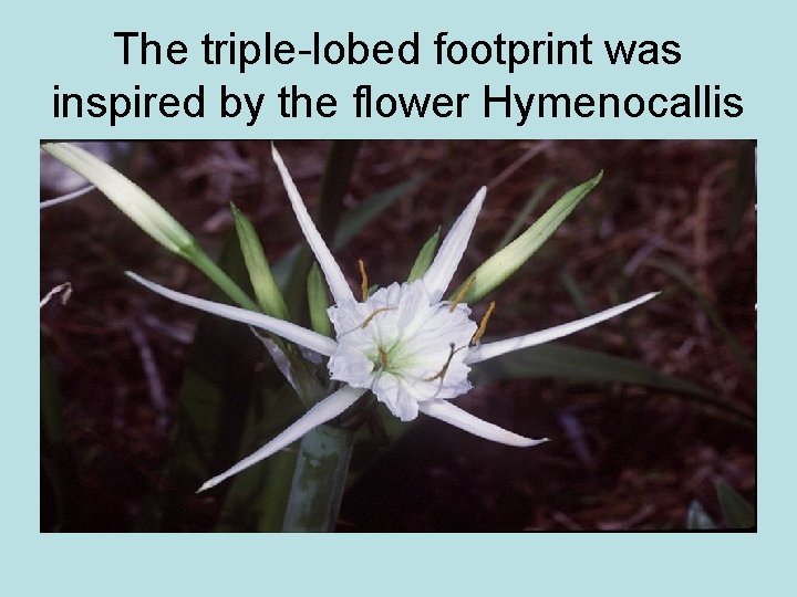 The triple-lobed footprint was inspired by the flower Hymenocallis 