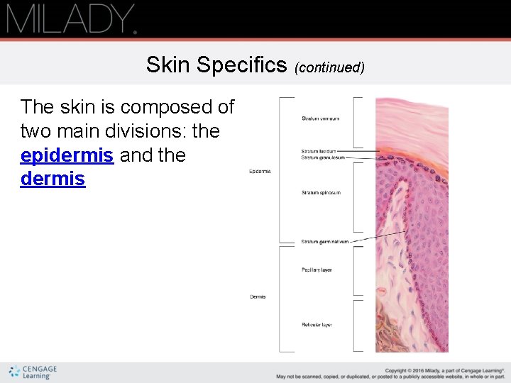 Skin Specifics (continued) The skin is composed of two main divisions: the epidermis and
