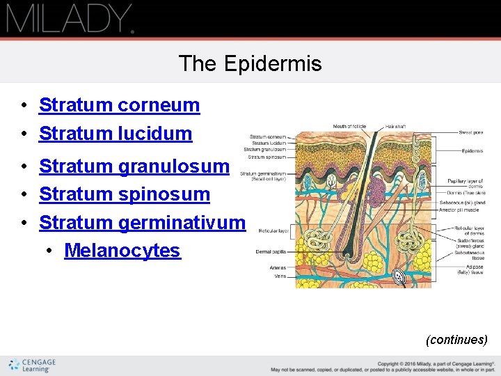 The Epidermis • Stratum corneum • Stratum lucidum • Stratum granulosum • Stratum spinosum