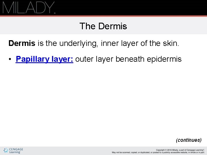 The Dermis is the underlying, inner layer of the skin. • Papillary layer: outer