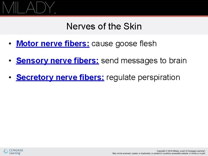 Nerves of the Skin • Motor nerve fibers: cause goose flesh • Sensory nerve