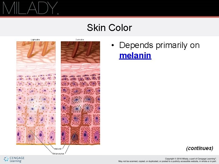 Skin Color • Depends primarily on melanin (continues) 