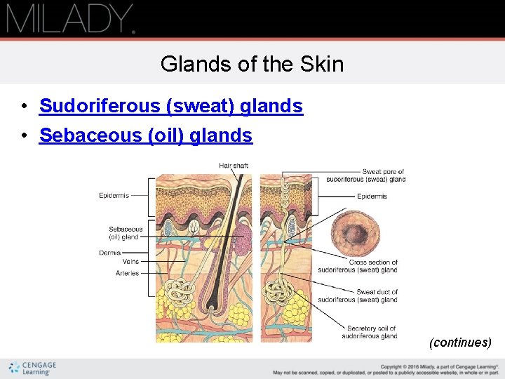 Glands of the Skin • Sudoriferous (sweat) glands • Sebaceous (oil) glands (continues) 