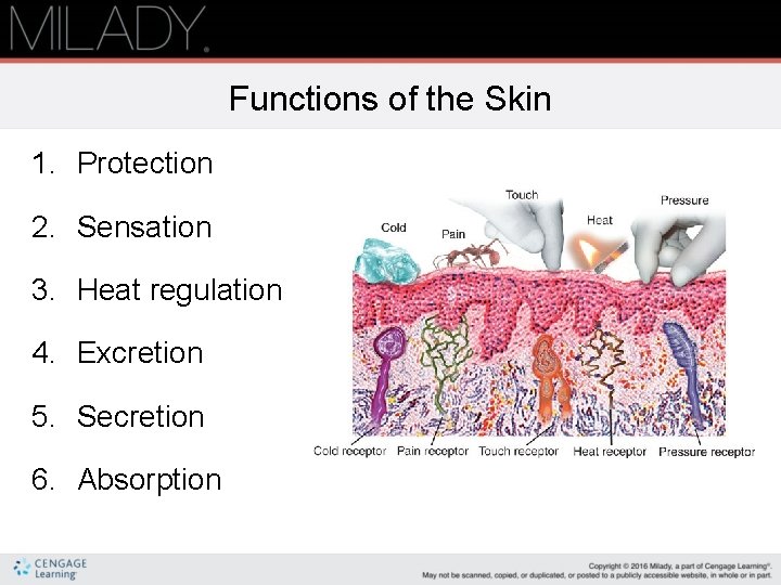 Functions of the Skin 1. Protection 2. Sensation 3. Heat regulation 4. Excretion 5.