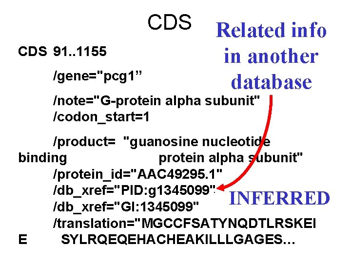 CDS 91. . 1155 /gene="pcg 1” Related info in another database /note="G-protein alpha subunit"