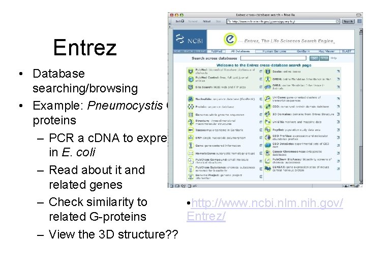 Entrez • Database searching/browsing • Example: Pneumocystis Gproteins – PCR a c. DNA to