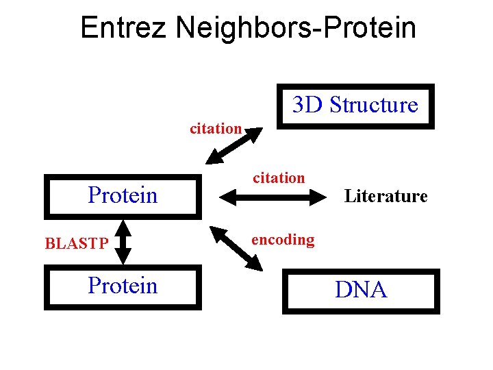 Entrez Neighbors-Protein 3 D Structure citation Protein BLASTP Protein citation Literature encoding DNA 