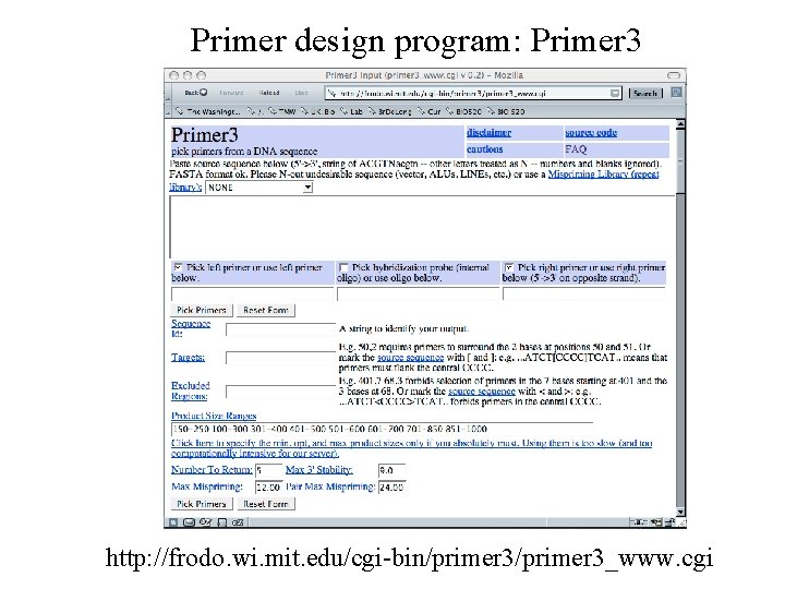 Primer design program: Primer 3 http: //frodo. wi. mit. edu/cgi-bin/primer 3_www. cgi 