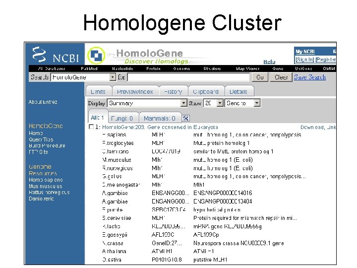 Homologene Cluster 