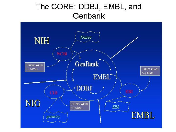 The CORE: DDBJ, EMBL, and Genbank The CORE: DDBJ, EMBL, and Genbank